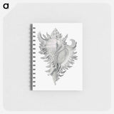 アートメモ帳-Vintage shell marine life illustration - エルンスト ヘッケル Memo.