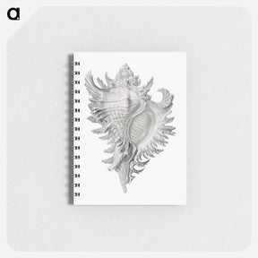 アートメモ帳-Vintage shell marine life illustration - エルンスト ヘッケル Memo.