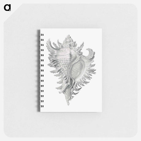 アートメモ帳-Vintage shell marine life illustration - エルンスト ヘッケル Memo.