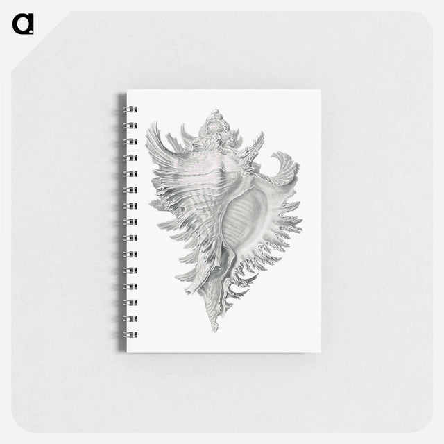 アートメモ帳-Vintage shell marine life illustration - エルンスト ヘッケル Memo.