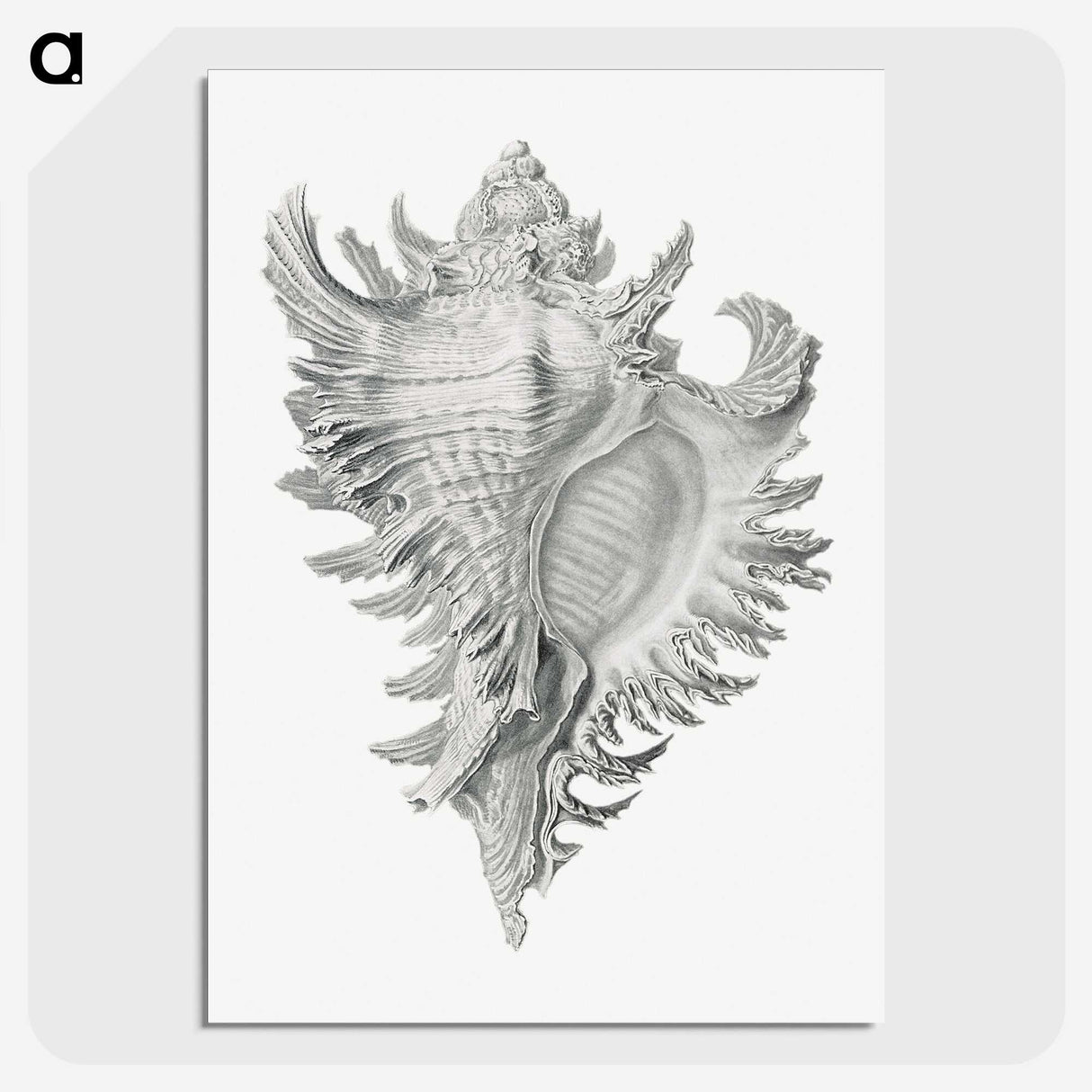 1-28_Ernst-Haeckel_picture-crop