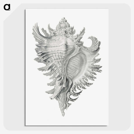 1-28_Ernst-Haeckel_picture-crop