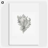 1-28_Ernst-Haeckel_picture