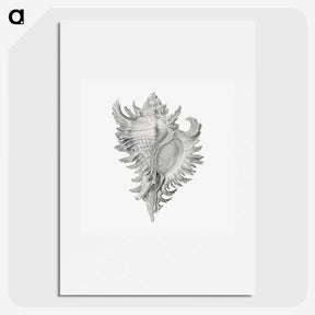 1-28_Ernst-Haeckel_picture