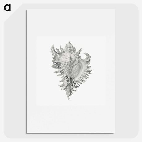 1-28_Ernst-Haeckel_picture