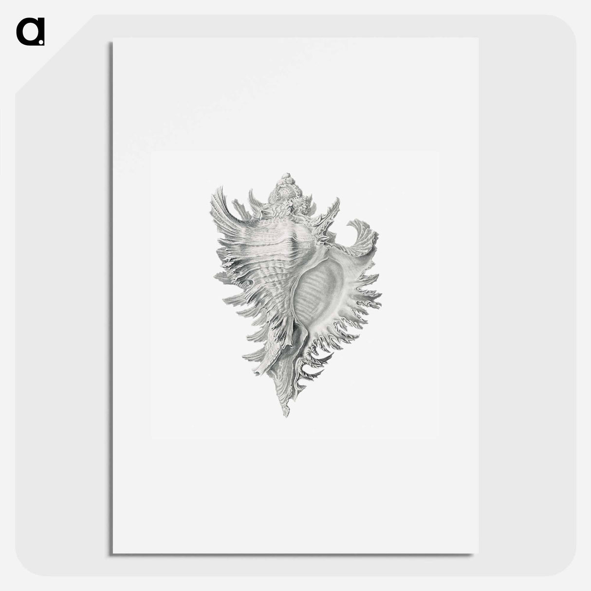 Vintage shell marine life illustration - エルンスト ヘッケル Poster.