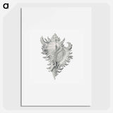 Vintage shell marine life illustration - エルンスト ヘッケル Poster.