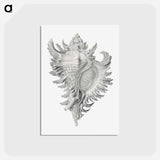 アートポストカード-Vintage shell marine life illustration - エルンスト ヘッケル Postcard.