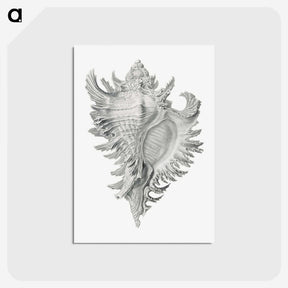 1-28_Ernst-Haeckel_postcard