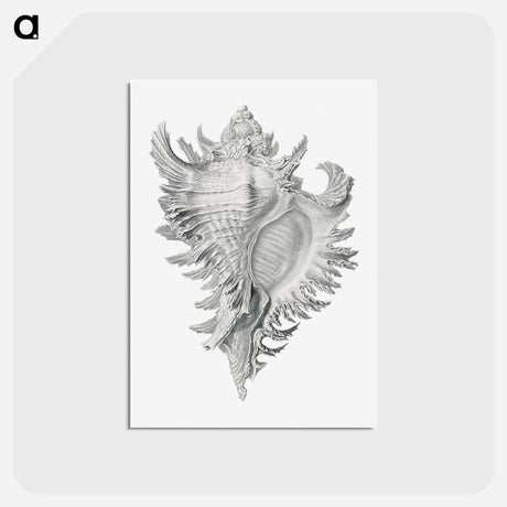 アートポストカード-Vintage shell marine life illustration - エルンスト ヘッケル Postcard.