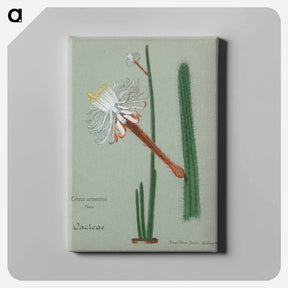 アートパネル-Snake Cactus
 - サボテン科 Canvas.