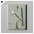 1-28_Familie-der-Cacteen_canvas