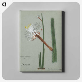 1-28_Familie-der-Cacteen_canvas