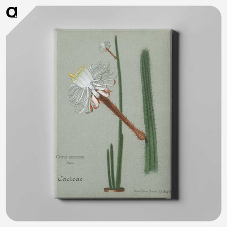 1-28_Familie-der-Cacteen_canvas