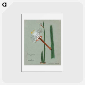 アートポストカード-Snake Cactus
 - サボテン科 Postcard.