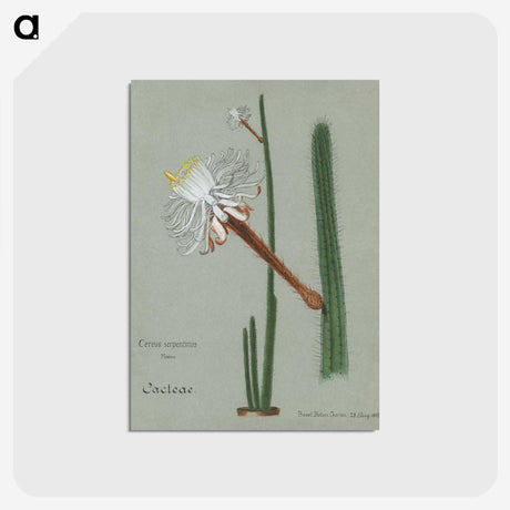 1-28_Familie-der-Cacteen_postcard