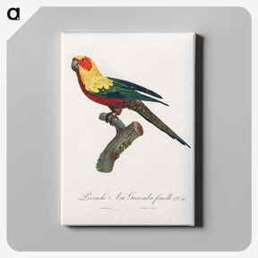 1-28_Francois-Levaillant_canvas