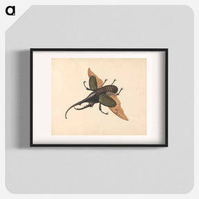 アートポスター-Hercules Beetle
 - ジョージ エドワーズ Poster.
