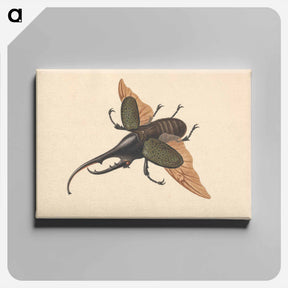 アートパネル-Hercules Beetle
 - ジョージ エドワーズ Canvas.
