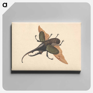 Hercules Beetle
 - ジョージ エドワーズ Canvas.