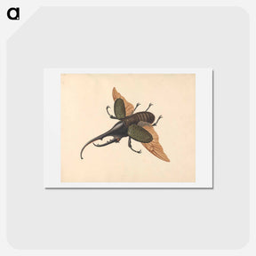 アートポストカード-Hercules Beetle
 - ジョージ エドワーズ Postcard.