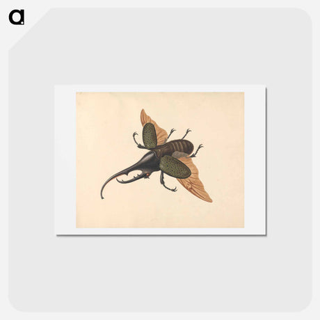 アートポストカード-Hercules Beetle
 - ジョージ エドワーズ Postcard.