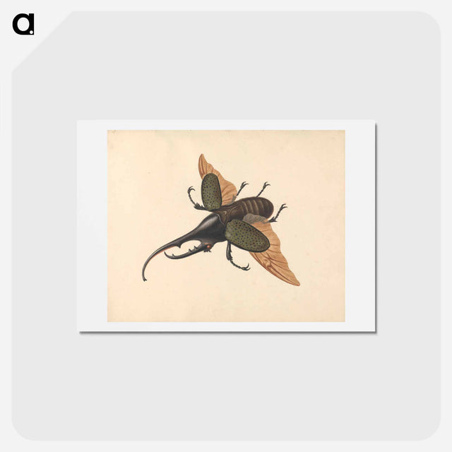 アートポストカード-Hercules Beetle
 - ジョージ エドワーズ Postcard.
