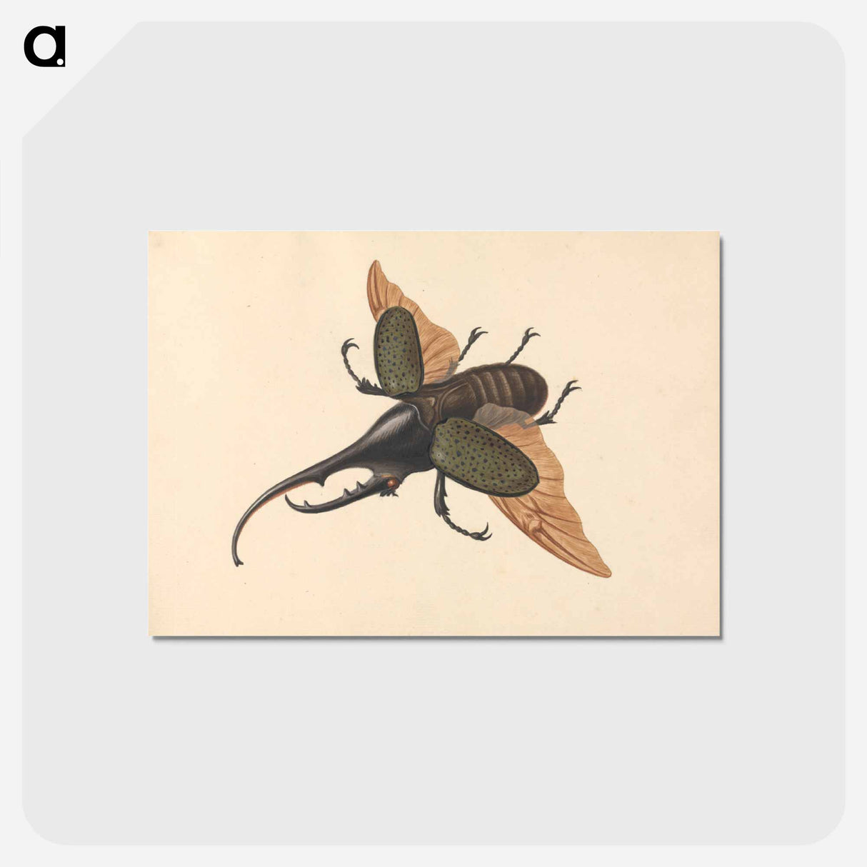 アートポストカード-Hercules Beetle
 - ジョージ エドワーズ Postcard.