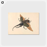 アートポストカード-Hercules Beetle
 - ジョージ エドワーズ Postcard.
