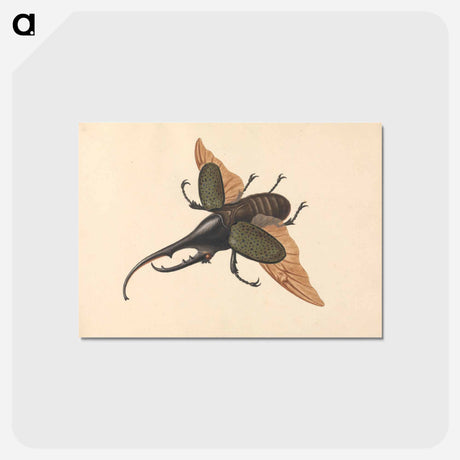 アートポストカード-Hercules Beetle
 - ジョージ エドワーズ Postcard.