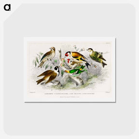 アートポストカード-Lesser Redpole and Other Birds
 - ゴールドスミスの生き生きとした自然 Postcard.