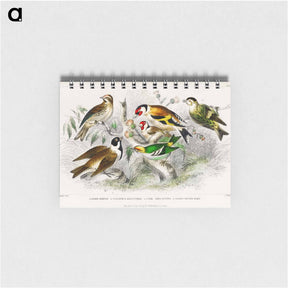 アートメモ帳-Lesser Redpole and Other Birds
 - ゴールドスミスの生き生きとした自然 Memo.