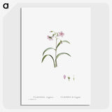 1-28_Histoire-des-Plantes-Grasses_picture-crop