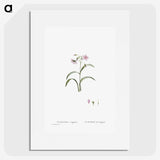 1-28_Histoire-des-Plantes-Grasses_picture