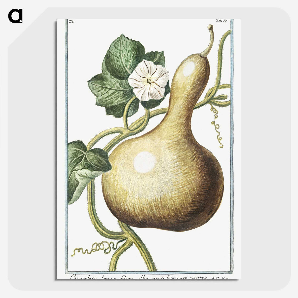 1-28_Hortus-Romanus-Botanical-Plates_picture-crop