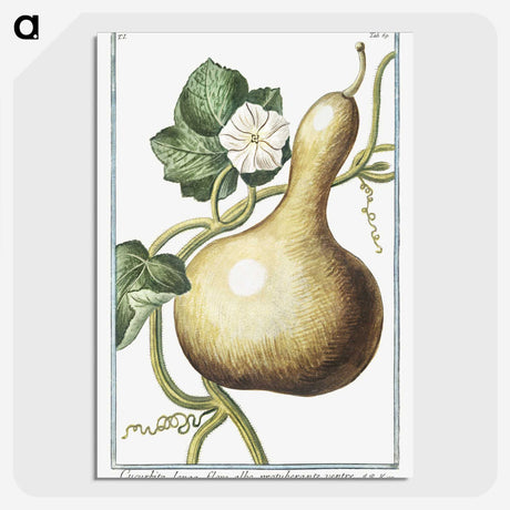 1-28_Hortus-Romanus-Botanical-Plates_picture-crop