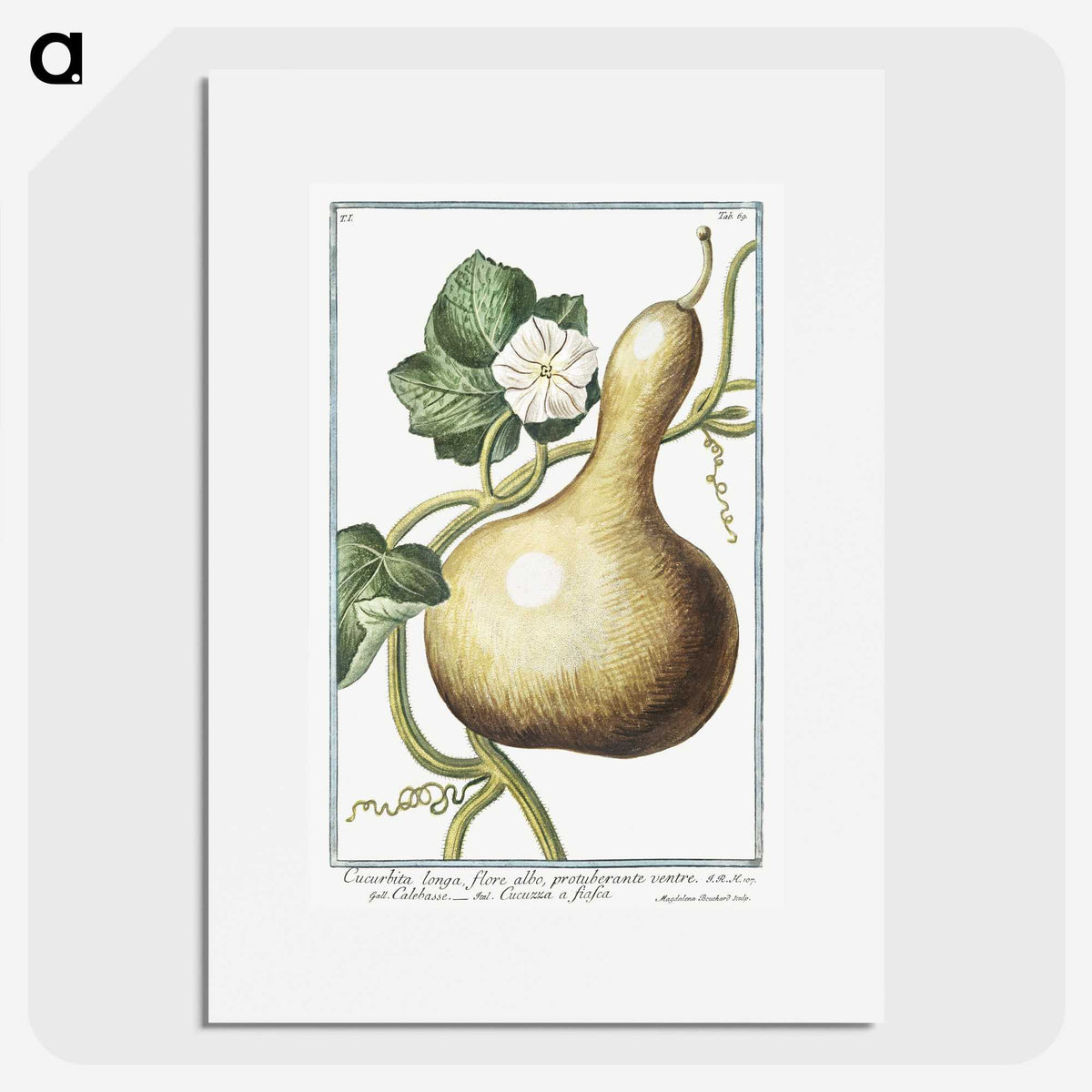 1-28_Hortus-Romanus-Botanical-Plates_picture