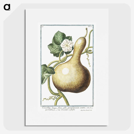 1-28_Hortus-Romanus-Botanical-Plates_picture