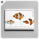 1-28_Ichtyologie-ou-Histoire-naturelle_canvas