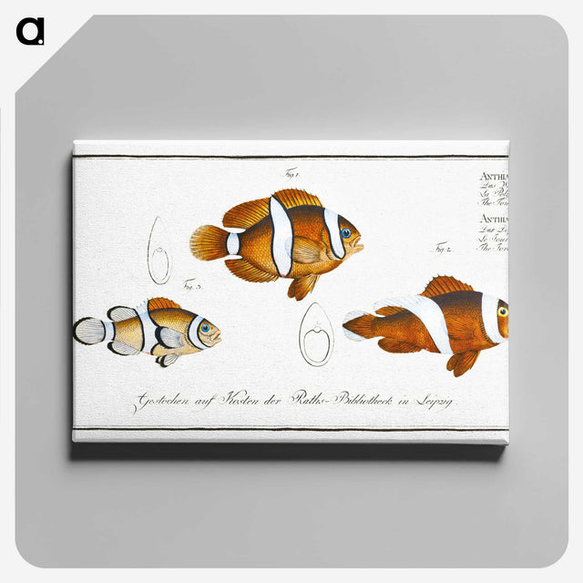 1-28_Ichtyologie-ou-Histoire-naturelle_canvas
