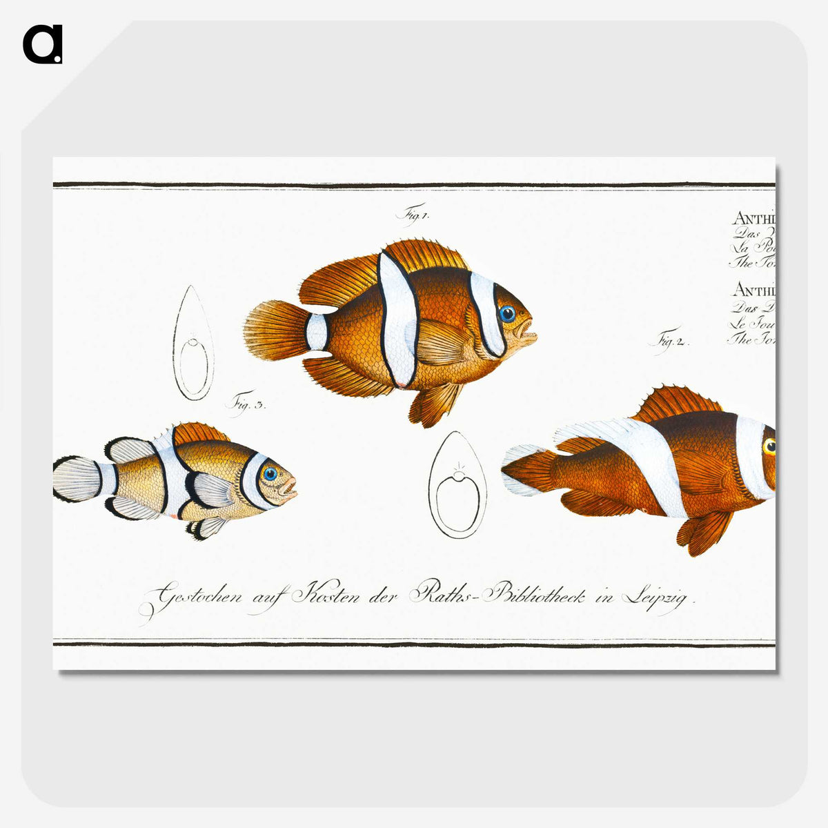 1-28_Ichtyologie-ou-Histoire-naturelle_picture-crop