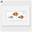 1-28_Ichtyologie-ou-Histoire-naturelle_picture