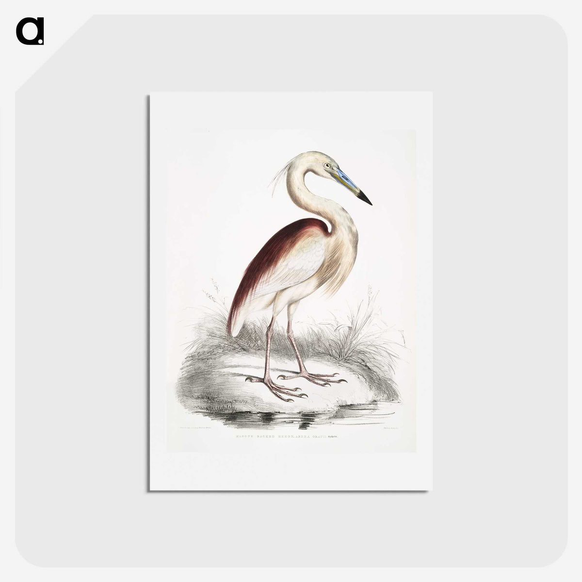 1-28_Indian-Zoology_hagaki
