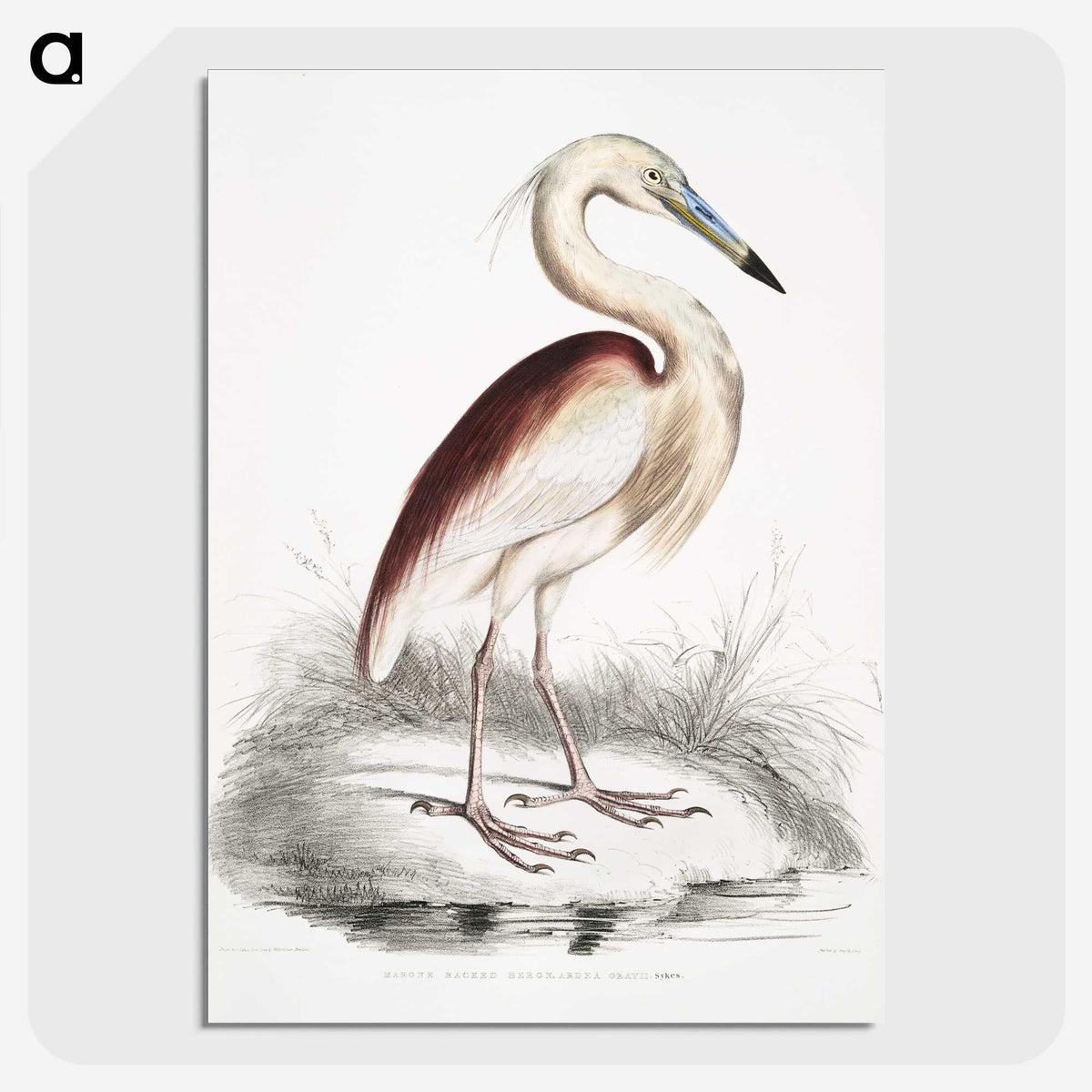1-28_Indian-Zoology_picture-crop