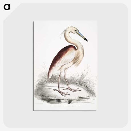 1-28_Indian-Zoology_postcard