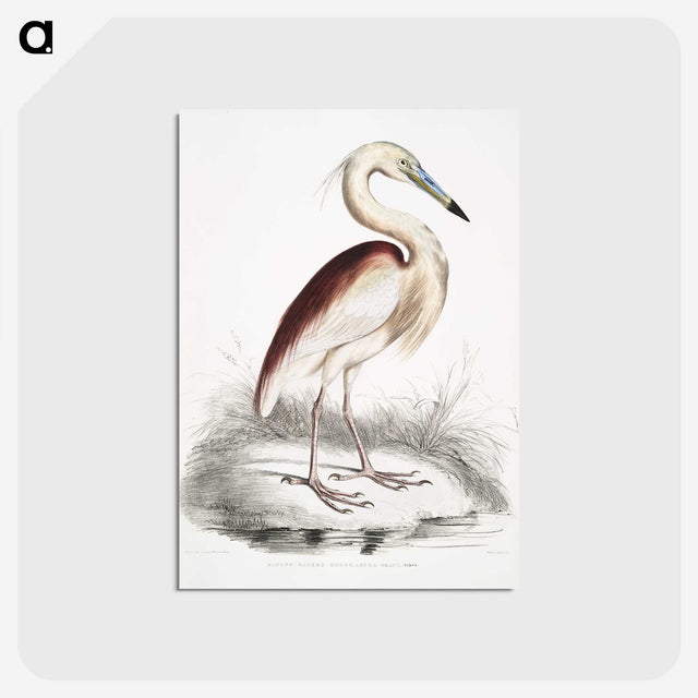 1-28_Indian-Zoology_postcard