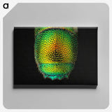 1-28_Insects-Unlocked-Project_canvas