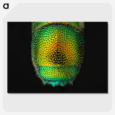 1-28_Insects-Unlocked-Project_picture-crop