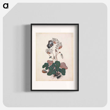 Cyclamen and Insects
 - ジェームズ ボルトン Poster.