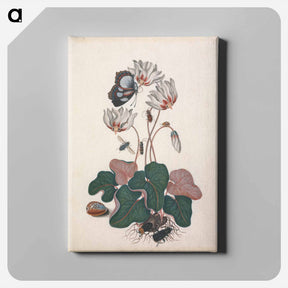 アートパネル-Cyclamen and Insects
 - ジェームズ ボルトン Canvas.